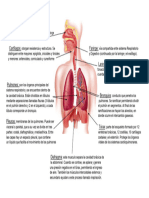 Sistema Respiratorio