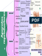 Cuadro Sinóptico Aparatos Reproductores Femenino y Masculino