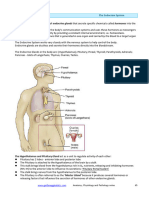 The Endocrine System Notes