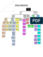Human Skeleton Bones Chart