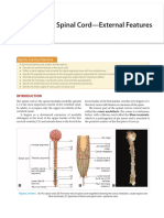 Spinal Cord External