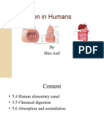 Nutrition Digestion