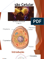 Divisão Celular