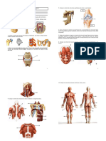 Atividade Articulacoes e Musculos