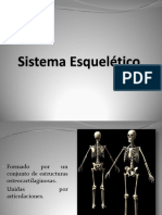 Sistema Esquelético