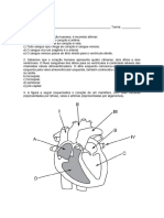 Atividades - Sistema Cardiovascular