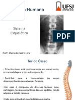 Sistema Esqueletico