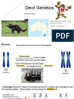 Tasmanian Devil Karyotype (Remote)