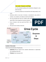 Urea Cycle