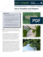 Big Bud Disease in Tomatoes and Peppers