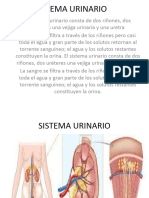 Sistema Urinario