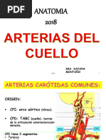 17 Vasos y Nervios de Cabeza y Cuello