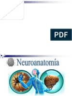 Sistema Nervioso 1 - Generalidades - Embriogenesis + Cerebro + Brodman (RES) - (Versión 2024)