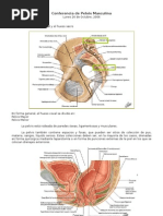 Confer en CIA de Pelvis Masculina