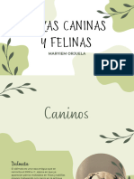 Razas Caninas y Felinas