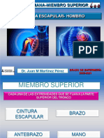 APARATO LOCOMOTOR Miembro Superior - PDF ANATIMIA