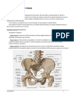 UABP 4 - Pelvis Osea y Perine