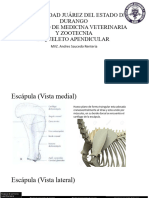 Esqueleto Apendicular Cero