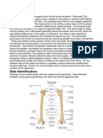 Human Bones Anatomy 