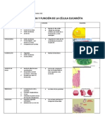 Estructura y Función de La Célula Eucarióta