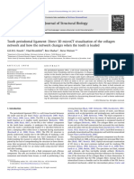 Tooth Periodontal Ligament