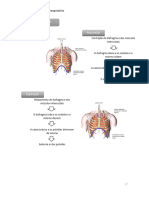 Guia de Estudo - CN 6ºano, Sistema Respiratório