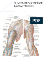 Nervios Miembro Superior