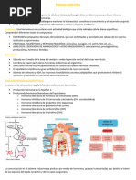 Sistema Endocrino