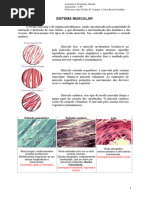 Fisiologia Muscular