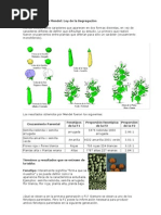 1ra y 2da Ley de Mendel