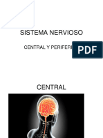 Grandes Divisiones Del Sistema Nervioso 2