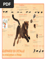 Infografia Guepardo 2