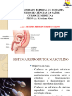 Aula 1 Sistema Reprodutor Masculino 2022.1