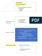 Resumen de La Irrigacion Del Miembro Pelvico Dr. Andres Angel Carpintero