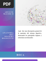 Anatomia Del Sistema Digestivo