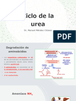 Ciclo de La UREA