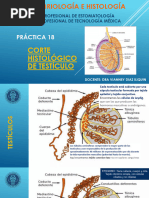 Embriologia e Histologia Xviii - Corte Hist de Testiculo