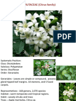 FAMILY RUTACEAE (Citrus Family)