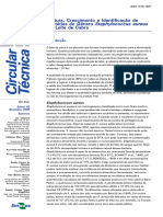 Identificação de Staphylococcus Aureus