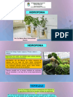 HIDROPONIA Semana 12