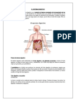 El Sistema Digestivo