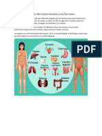 Órganos Del Cuerpo Humano y Sus Funciones