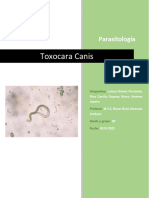 Toxocara Canis Proyecto Final