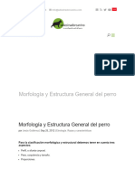 Morfología y Estructura General Del Perro 0 Adiestrador Canino