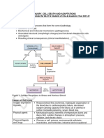 MLS114 - Cell Injury Cell Death and Adaptations