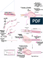 Transcription of Rna