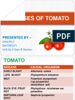 Diseasesoftomatonew 200728083816