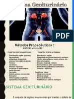 Sistema Geniturinário