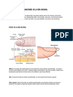 Anatomia de La Una y Enfermedades 1656894748168