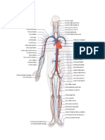 Aparato Circulatorio (Teoría)